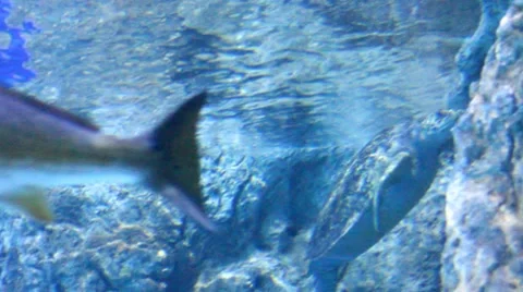 Turtle3 1 Stock Footage 7756581