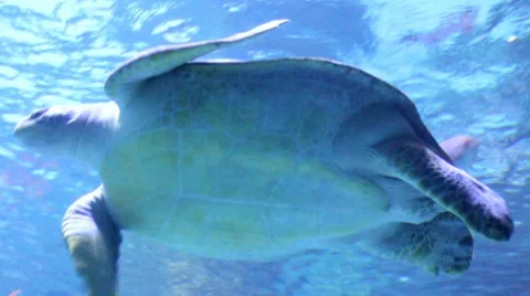 Turtle4 1 Stock Footage 7756633