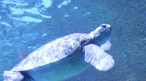 Turtle5 1 Stock Footage 7756658
