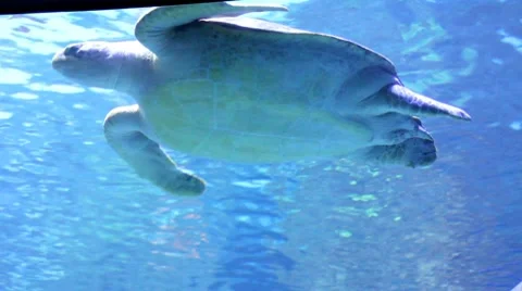 Turtle6 1 Stock Footage 7756680
