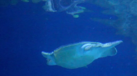 Turtle7 1 Stock Footage 7756693
