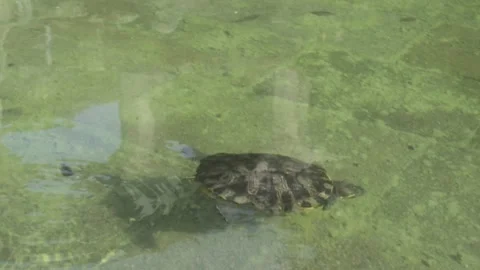 Turtle_Swimming Stock Footage 158967885