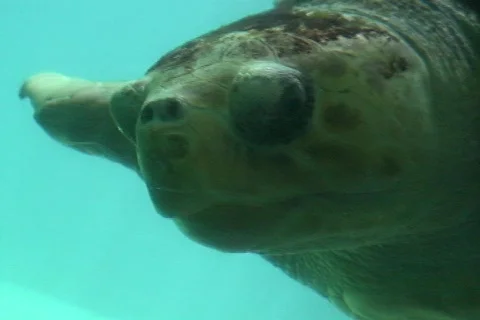 Turtle.close up  Stock Footage 397820