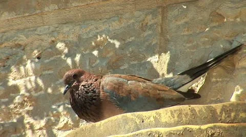 Turtledove 1 Stock Footage 10840232