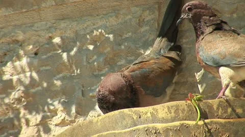 Turtledove 2 Stock Footage 10840245