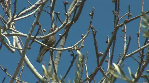 Turtledove 5 Stock Footage 10840234