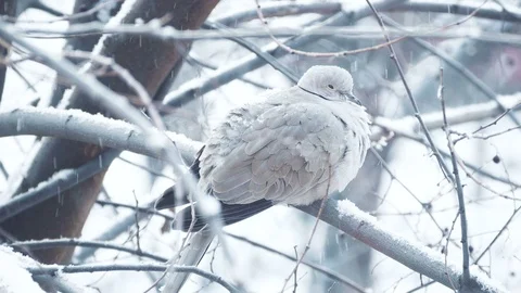 Turtledove on branch while snowing in winter time Stock-Footage 71424237