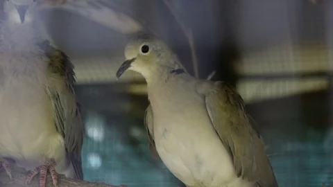 Turtledove in a cage Stock Footage 75647508