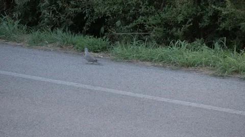 Turtledove feeds on the roadside Stock Footage 157607312