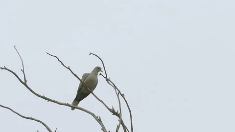 Turtledove fly away Stock Footage 91069414