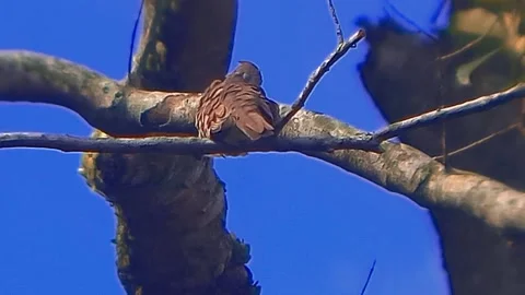 A turtledove Stock Footage 240073626