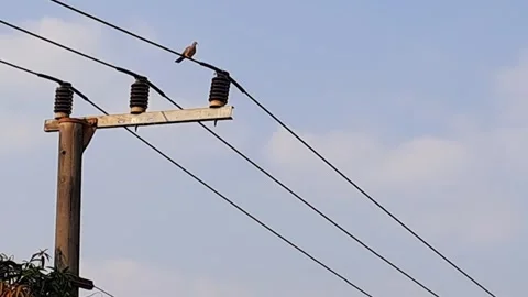 A turtledove perched on a cable and preened its feathers. Stock Footage 341305743