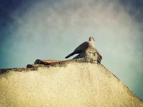 Turtledove Stock Photos