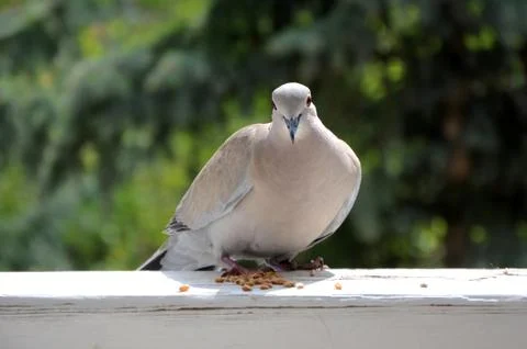 Turtledove Stock Photos