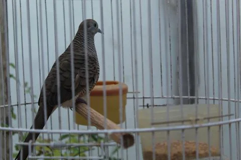 Turtledove Foto stock