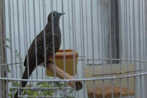Turtledove Foto stock
