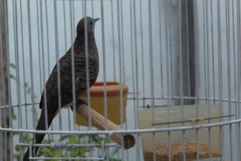 Turtledove Foto stock