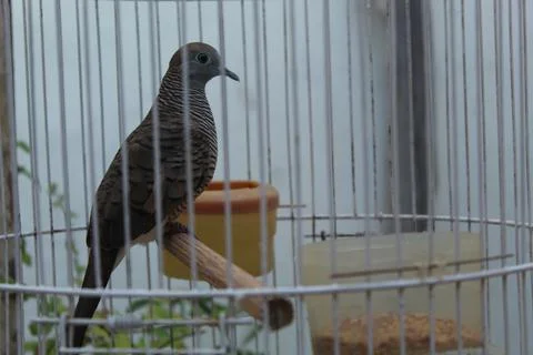 Turtledove Foto stock