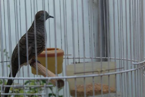 Turtledove Foto stock