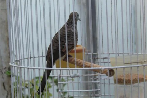 Turtledove Foto stock