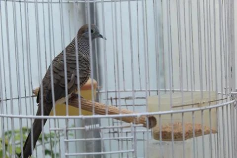 Turtledove Foto stock