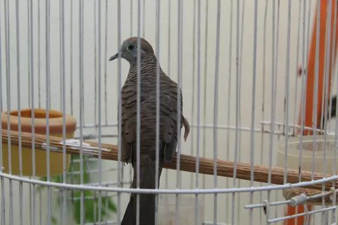 Turtledove Foto stock