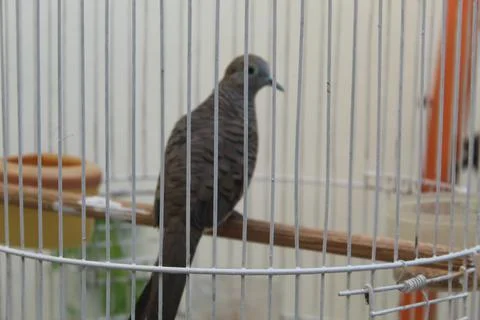 Turtledove Foto stock