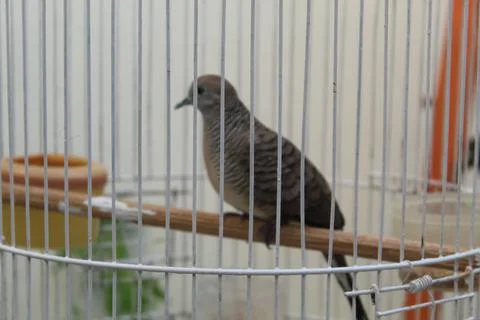 Turtledove Foto stock