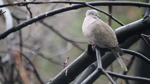 Turtledove on a rain 스톡 동영상 8663680