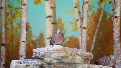 Turtledove on the rock Stock Footage 195503372