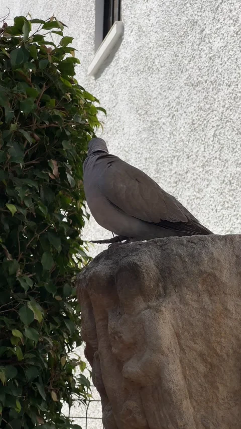Turtledove sitting on a column in the yard in Spain. Vertical video Stock Footage 240919837