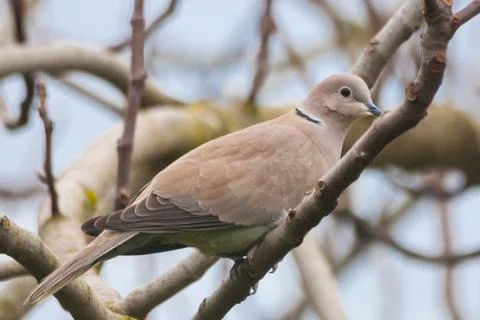 Turtledove sitting on a tree Stock Photos