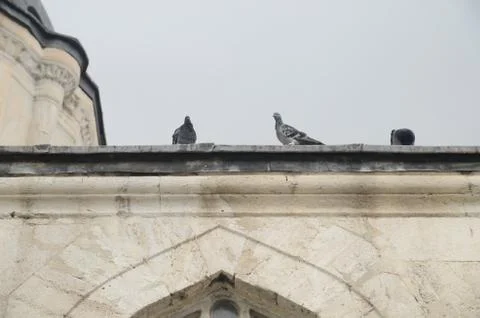 Turtledoves at Mosque Stock Photos