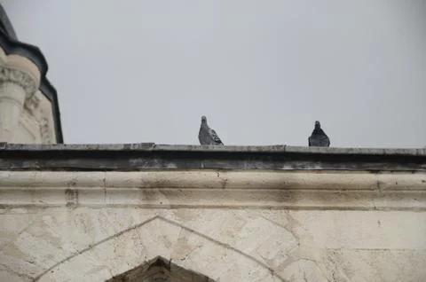 Turtledoves at Mosque Stock Photos