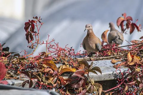 Turtledoves Stock Photos