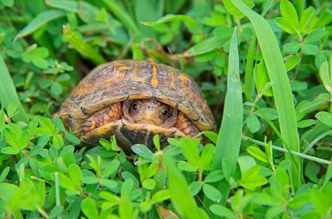 TurtleFaceingrass Stock Photos