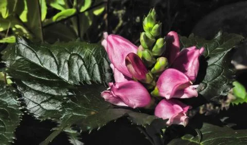 Turtlehead Flower Stock Photos