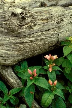 Turtlehead Flowers and Fallen Tree Stock Photos