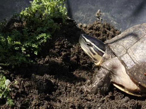 Turtlehome Stockfoto's