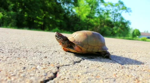Turtle.mov Stock Footage 820934