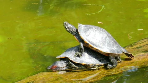 Turtle,Red-Eared Slider Turtle (Trachemys Scripta Elegans) In The Pond. Stock Footage 86329284