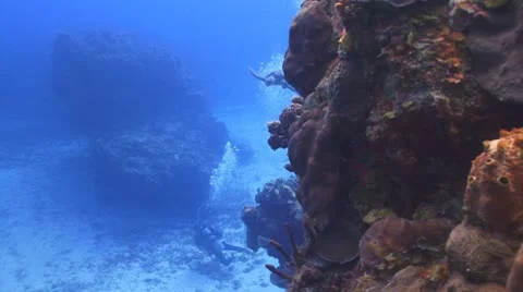 Turtle,reef,diver Vidéo 8847805