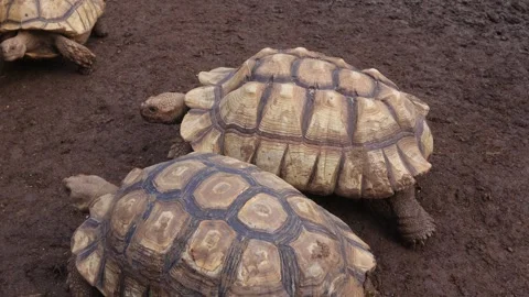 Turtles  (1) Video stock 310357640