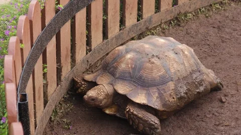 Turtles  (2) Video stock 310357617