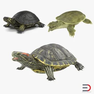 Turtles 3D Models Collection 3 3D Model