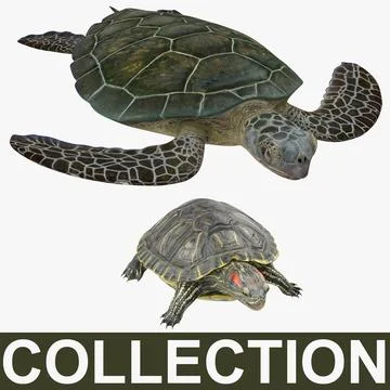 Turtles 3D Models Collection 3D Model