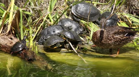 Turtles and ducks at the edge of a pond or lake Stock Footage 66686917