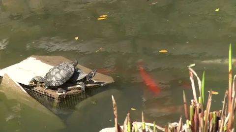 Turtles and fish Stock Footage 8601391