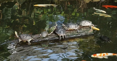Turtles and koi fish Stock Footage 125057001