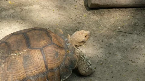 Turtles and their daily behavior Stock Footage 288542738